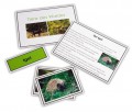 Tiere des Waldes - Legematerial