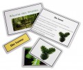 B�ume des Waldes - Legematerial