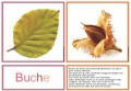 Herbstfr�chte Legematerial