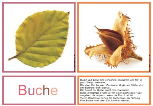 Herbstfr&uuml;chte Legematerial